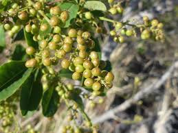 Image result for Searsia longipes