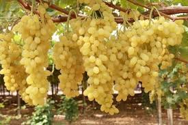Check spelling or type a new query. Terlizzi Uva Da Tavola Annata Disastrosa