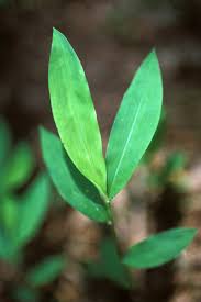 Image result for Microstegium fasciculatum