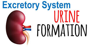 Urine Formation In Kidney