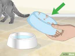 How To Help A Vomiting Cat 14 Steps With Pictures Wikihow
