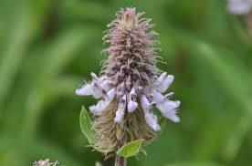 Image result for Pycnostachys coerulea