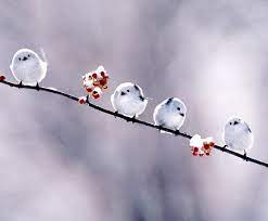 Mayra oriz tejeda is the ecology station animal rights lawyer maveconsultores@yahoo.com Snow Birds Cute Birds Beautiful Birds Pretty Birds