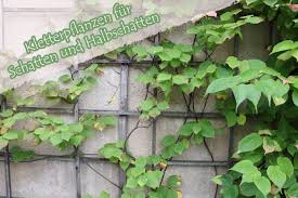 Obst :) die unterscheidung von obst und gemüse ist nicht eindeutig, sie ist kulturell bedingt. Kletterpflanzen Fur Schatten Und Halbschatten 10 Arten