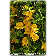 Image result for Dolichandra unguis-cati