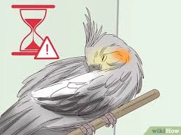 How To Understand Cockatiel Gestures With Pictures Wikihow