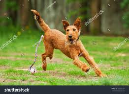 Image result for irský teriér