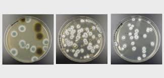 Enter your full delivery address. Reviews Of Popular Mold Test Kits