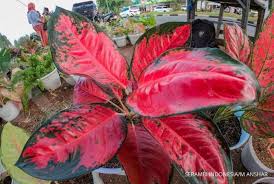 Cara saya tanam pokok durian duri hitam. Micin Bisa Menyuburkan Tanaman Begini Cara Penggunaannya