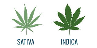 Sativa Vs Indica Effects Zamnesia