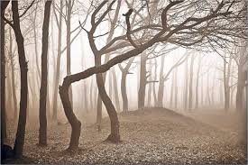 Pădurea hoia baciu este considerată una dintre cele mai înfricoșătoare din lume. Padurea Baciu Si Turismul Paranormal