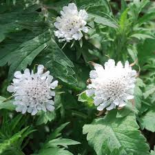 Image result for Scabiosa drakensbergensis