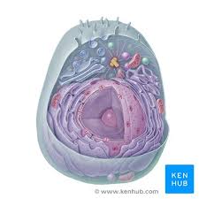 This simply involves placing a section of the bone on the microscope stage and viewing the specimen under different magnifications. Histology Guide Definition And Slides Kenhub