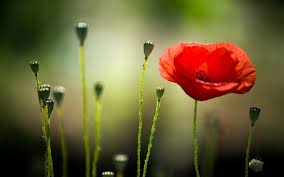 1920x1080 3d wallpapers hd nature: Flowers Hd Wallpapers Hd Free Download 3d