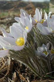 Anemone Patens Var Wolfgangiana Pasque Flower Flowers Perennials Plants Habitat Garden
