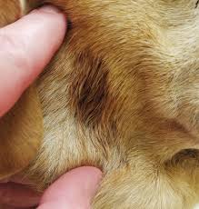 Image result for hotspot dogs