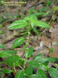 Image result for Pouzolzia