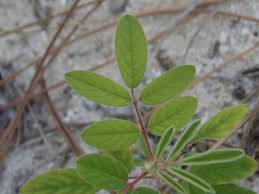 Image result for Indigofera astragalina