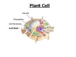 Aug 26, 2019 · animal cells do not have a cell wall. Parts Of The Cell Animal Cell Cytoplasm Nucleolus