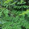 Daun bidara dan manfaatnya aneka daun dan khasiatnya. 1
