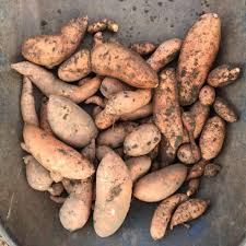 Most varieties of sweet potato take around 100 days to go from planting to harvest. How To Grow And Harvest Sweet Potatoes In Houston Pilar S Chilean Food Garden