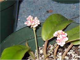 Image result for Begonia longipetiolata