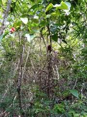 Image result for Agelaea pentagyna