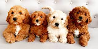 ** standard goldendoodles early 2022. Doodle Bliss Exceptionally Bred Goldendoodles In Gilbert Az