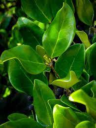 Waxleaf Privet Backyard Plants Ground Cover Plants Front Yard Plants