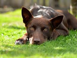 It is loyal and devoted to its family. Kelpie Australiano La Guia Mas Completa De Las Razas De Perros 2020