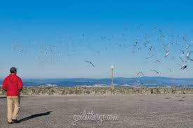 Maybe you would like to learn more about one of these? A Paen To Pigeons Gail At Large