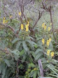 Image result for Senna didymobotrya