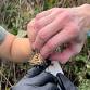 Monarch Tagging and Volunteer Stewardship Day at Exploration Garden
