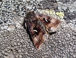 Image result for Syngrapha hochenwarthi