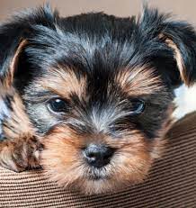 Akc reg cute yorkie puppies ready to go for adoption now. Pj Yorkies Yorkshire Terriers In Central Texas