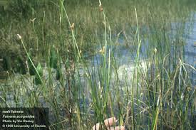 Image result for Fuirena pubescens