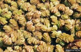 Image result for Salviniaceae