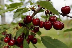 But after returning from the war with ptsd, his life spirals into drugs and crime as he struggles to find his place in the world. Chilean Cherry Season Is About To Hot Up In Chinese Market