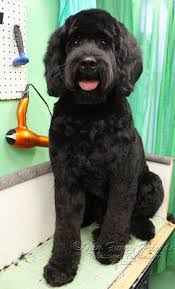 Labradoodle, goldendoodles and aussiedoodle all need to have the fur around theirneyes trimmed on a regular basis so they can see and this is also something most owners can. 14 Austrailian Labradoodle Ideas Labradoodle Goldendoodle Grooming Labradoodle Haircut