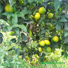 Saksıda limon ağacı yetiştirme meraklılarına meyer limonu yetiştirmelerini öneririm. Zagara Bianca Limon Agaci Fidani Kara Dal Italyan Memeli Demre Dikensiz Hepsibahcemden