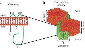 What cells have gap junctions. Transfection Of Mammalian Cells With Connexins And Measurement Of Voltage Sensitivity Of Their Gap Junctions Nature Protocols