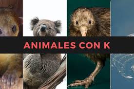 Nombres De Animales Con La Letra K