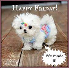 I am also trying to upload the friday motivatonal and inspiration quotes with images here. Good Juju On Twitter Its Friday Quotes Happy Friday Good Morning Friday