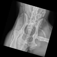 To learn about pediatric developmental hip dislocation, please read developmental it typically takes a major force to dislocate the hip. Hip Surgery Armstrong Pet Hospital For Cats Dogs Pets Animals