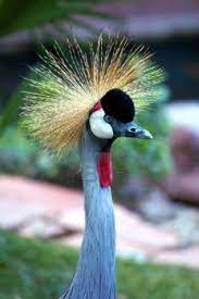 Pin On Birds