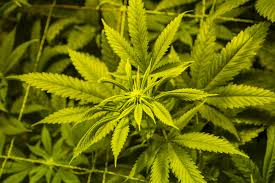 Ecran de verdure plus vrai que nature et ses feuilles en plastique. Scrog Tout Ce Que Vous Devez Savoir Sensi Seeds