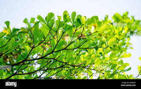 Image result for Terminalia neotaliala