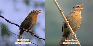 Tetapi ada juga kicau mania yang berbicara burung ini sanggup mendalami suara burung lain serta meniru dengan baik. Paling Populer 17 Gambar Burung Flamboyan Jantan Dan Betina Gani Gambar