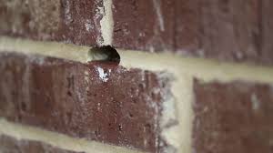 Maybe you would like to learn more about one of these? Bee Hive Inside A Brick Wall Richardson Tx Bee Safe Bee Removal Youtube