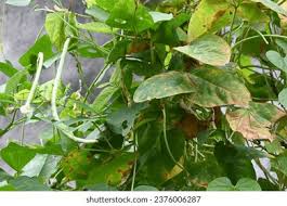 Image result for Vigna frutescens